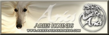 Aries Afghan Hounds