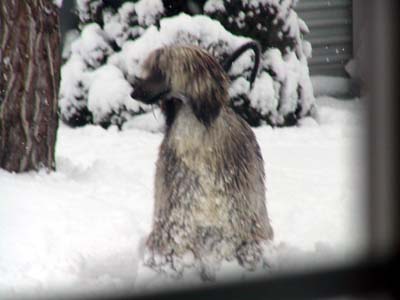 In The Snow